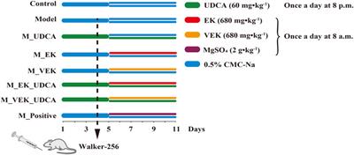 Synergistic effect of Euphorbia kansui stir-fried with vinegar and bile acids on malignant ascites effusion through modulation of gut microbiota